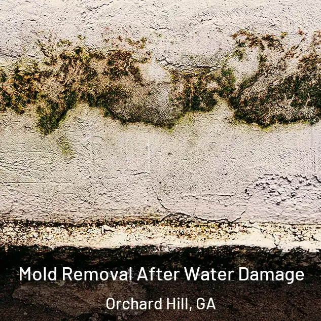  Mold Removal After Water Damage Orchard Hill, GA